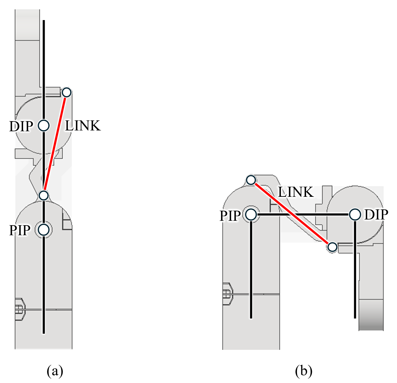 CAD side views of the PIP–DIP link, extended and flexed